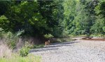 Wildlife Railfan